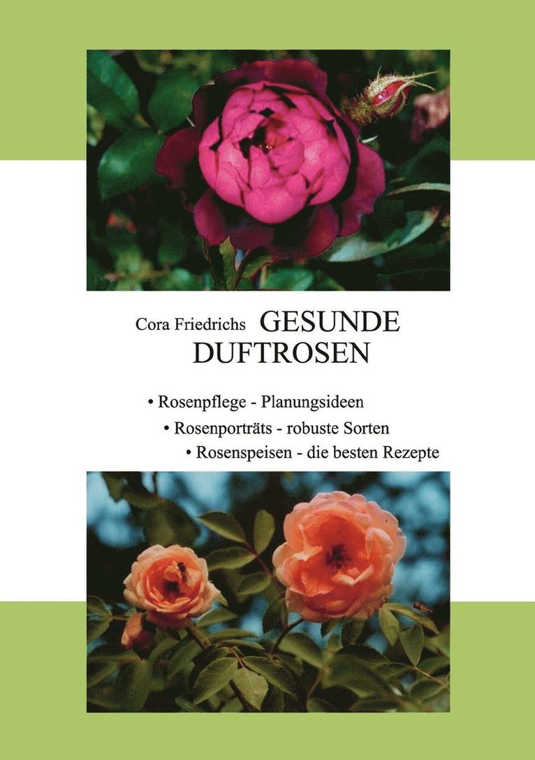 Gesunde Duftrosen 1