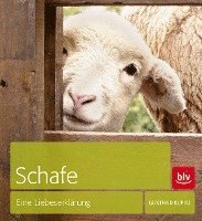 Schafe 1