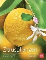 Zitruspflanzen 1