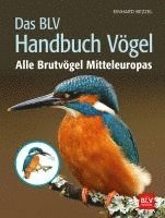 bokomslag Das BLV Handbuch Vögel