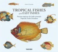 bokomslag Samuel Fallours: Tropical Fishes of the East Indies