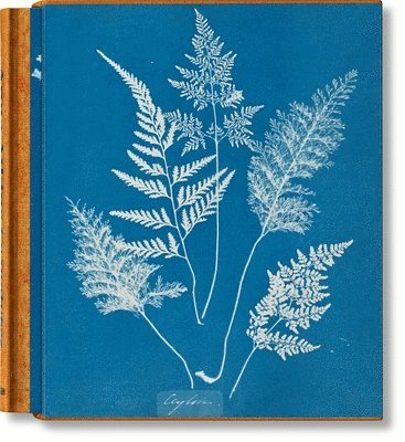 Anna Atkins. Cyanotypes 1