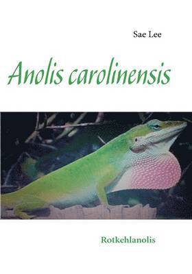 Anolis carolinensis 1