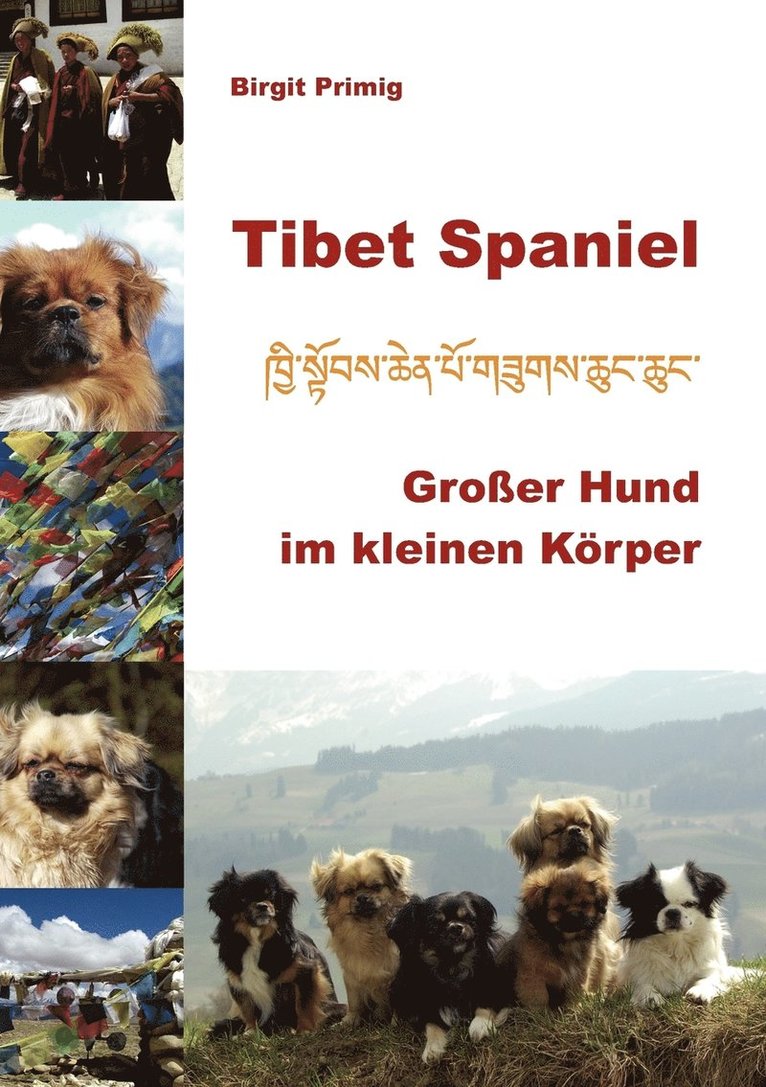 Tibet Spaniel 1