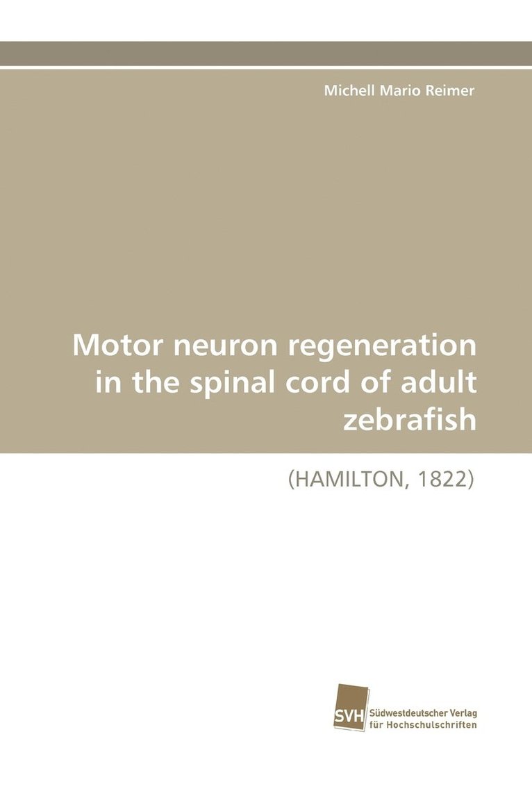 Motor Neuron Regeneration in the Spinal Cord of Adult Zebrafish 1