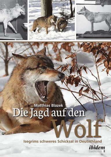 bokomslag Die Jagd auf den Wolf