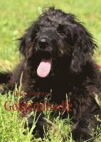 bokomslag Goldendoodle