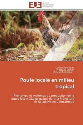 Poule Locale En Milieu Tropical 1