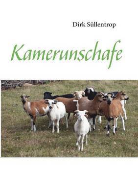 Kamerunschafe 1