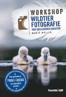 bokomslag Workshop Wildtierfotografie vor der eigenen Haustür