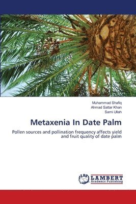 Metaxenia In Date Palm 1