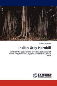bokomslag Indian Grey Hornbill