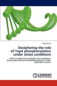 bokomslag Deciphering the role of Yap4 phosphorylation under stress conditions