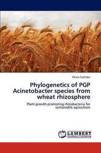 bokomslag Phylogenetics of PGP Acinetobacter species from wheat rhizosphere