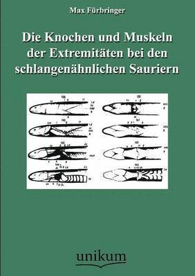 bokomslag Die Knochen und Muskeln der Extremitaten bei den schlangenahnlichen Sauriern