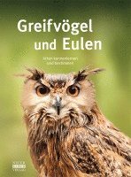 bokomslag Greifvögel und Eulen