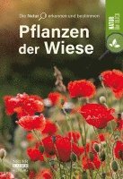 Pflanzen der Wiese 1