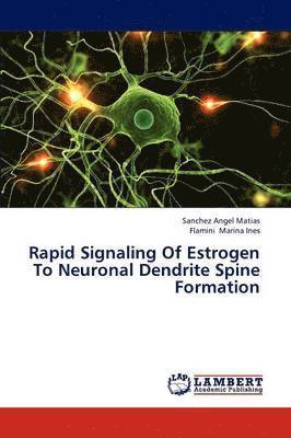 Rapid Signaling of Estrogen to Neuronal Dendrite Spine Formation 1