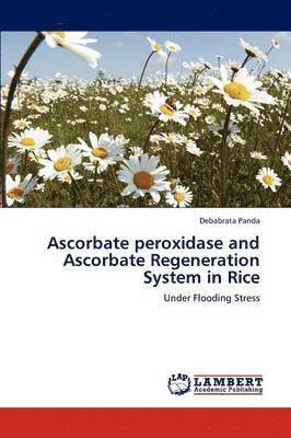 Ascorbate Peroxidase and Ascorbate Regeneration System in Rice 1