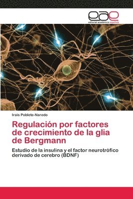 Regulacion por factores de crecimiento de la glia de Bergmann 1