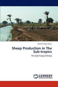 bokomslag Sheep Production in The Sub-tropics