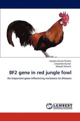 bokomslag Bf2 Gene in Red Jungle Fowl