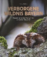 bokomslag Verborgene Wildnis Bayern