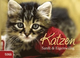 Katzen 1