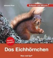 bokomslag Das Eichhörnchen / Sonderausgabe