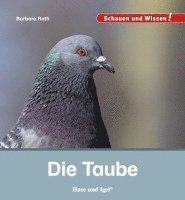 bokomslag Die Taube