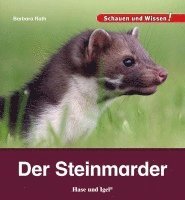 bokomslag Der Steinmarder