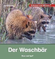 Der Waschbär 1