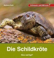 bokomslag Die Schildkröte