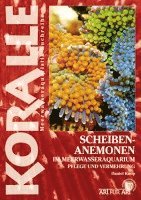 Daniel Knop - Scheibenanemonen, Häftad