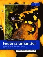 bokomslag Feuersalamander