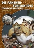 Die Pantherschildkröte