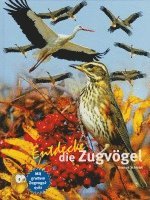 bokomslag Entdecke die Zugvögel