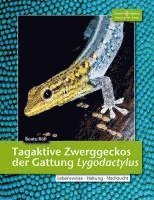 Tagaktive Zweggeckos der Gattung Lygodactylus 1