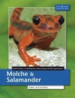Frank Pasmans, Sergé Bogaerts, Henry Janssen, Max Sparreboom - Molche und Salamander, Häftad