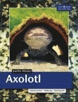 Axolotl 1