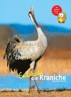 Entdecke die Kraniche 1