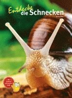 Entdecke die Schnecken