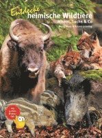bokomslag Entdecke heimische Wildtiere