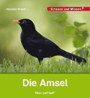 bokomslag Die Amsel