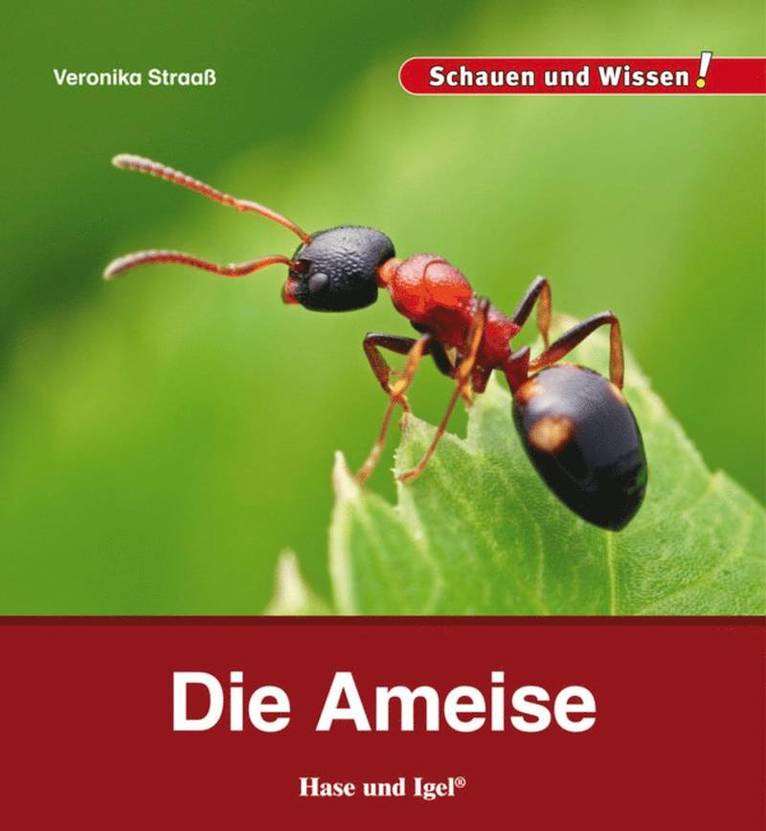 Die Ameise 1