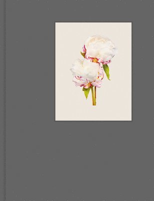 Most Beautiful Flowers 1