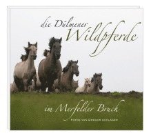 Die Dülmener Wildpferde in Merfelder Bruch 1