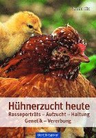 Hühnerzucht heute 1