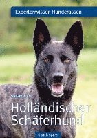 Holländischer Schäferhund 1