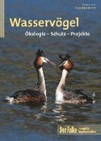 Wasservögel 1